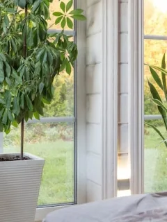 Breathe Easy: Tips & Products to Improve Your Home's Air Quality - Cover Image